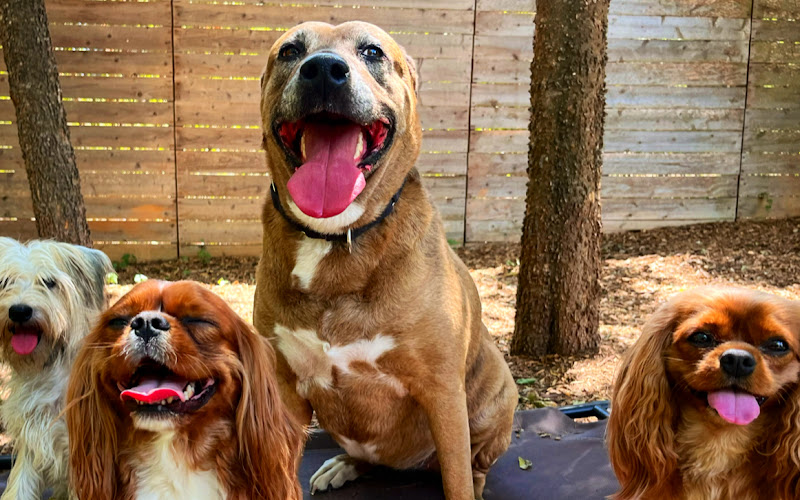 Neighbors Dog Park & Cafe
