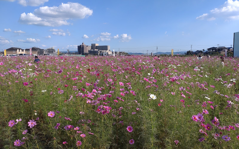 赤松町 コスモス畑 偶数年