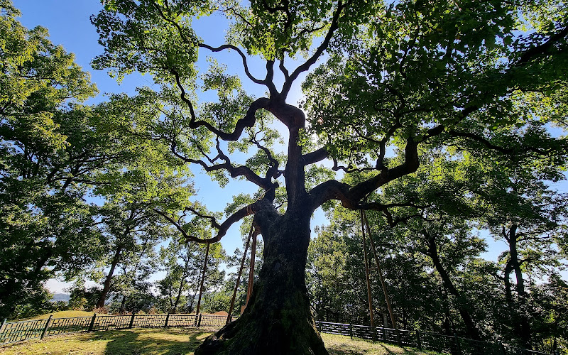 청주 공북리 음나무