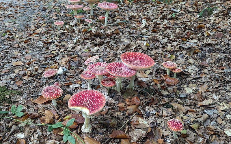 Bremer wildernis