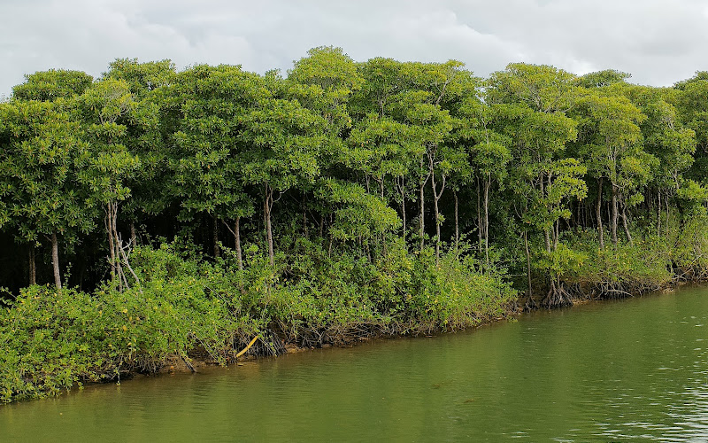 Okukubi River Mangroves
