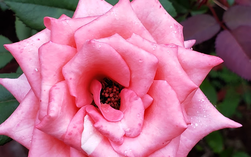 カドリ・ロック