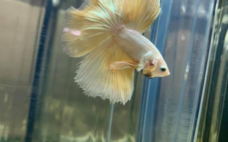 Sunshine Aquarium(Aquarium Shop In Kuching)