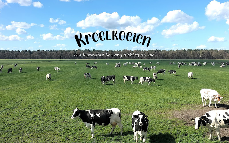 Kroelkoeien
