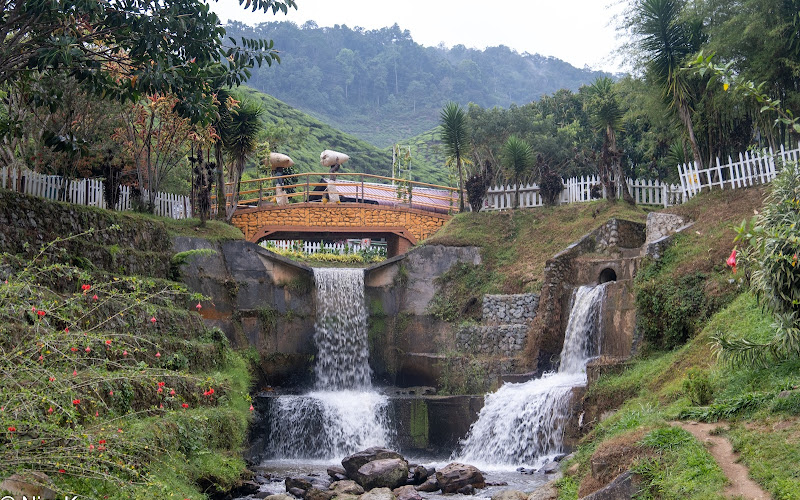 Bharat Tea Plantations Sdn. Bhd.