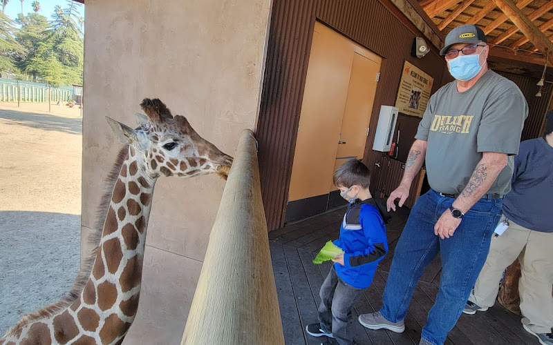 Giraffe Feeding