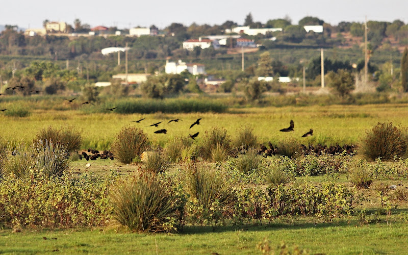 Alagoas Brancas