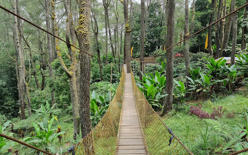 Jembatan Kuning di Hutan Pinus