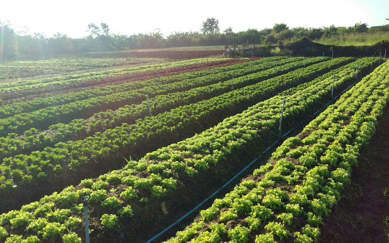 สวนกูโน่ goono farm