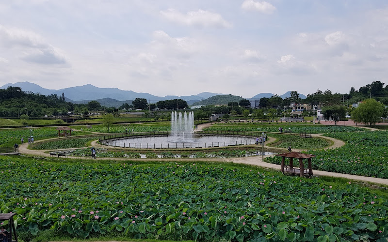 함안 연꽃테마파크