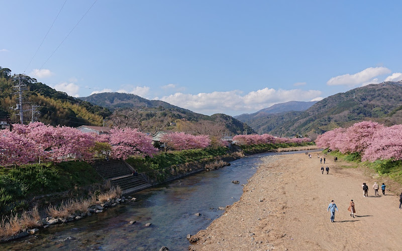 Kawazu Sakura Original Tree