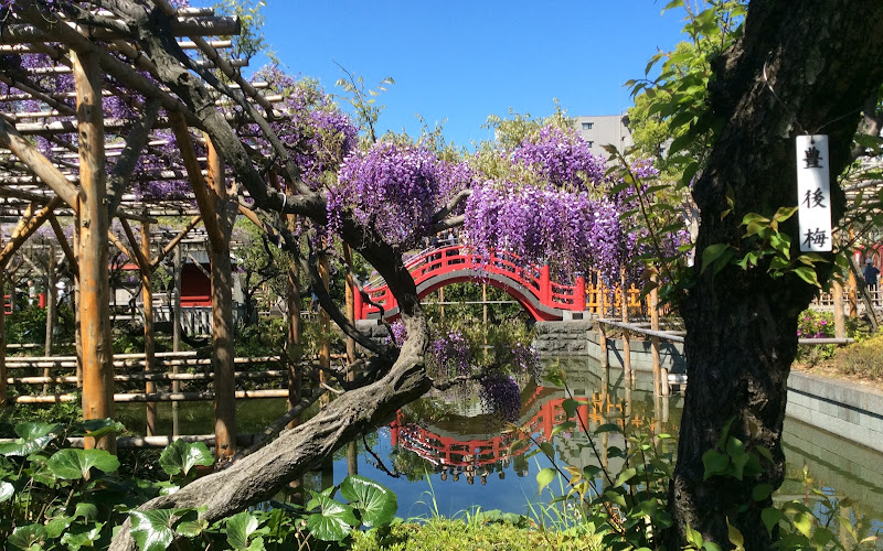 Kameido Tenjin Wisteria Frames