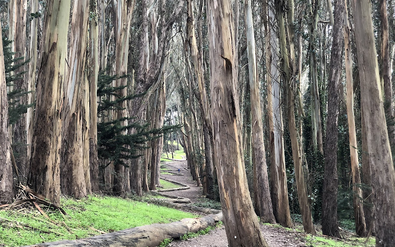 Lovers’ Lane at the Presidio