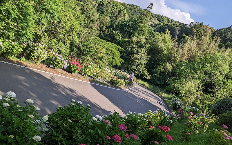 Hydrangea Garden at Tenpai Park
