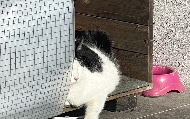 Gatto della stazione