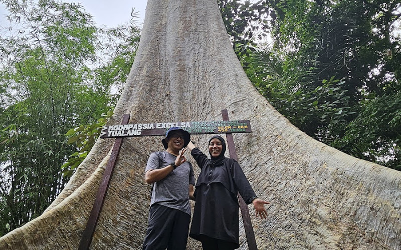 Koompassia Excelsa Tualang Tree, Tahan Crocker, Pahang.
