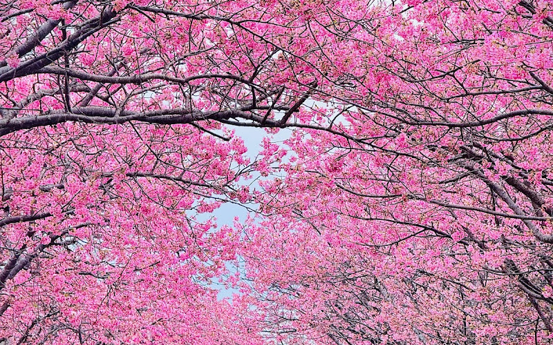 浜岡砂丘 河津桜並木