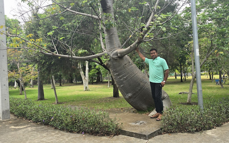 Sudowoodo Tree (Mogelbaum)