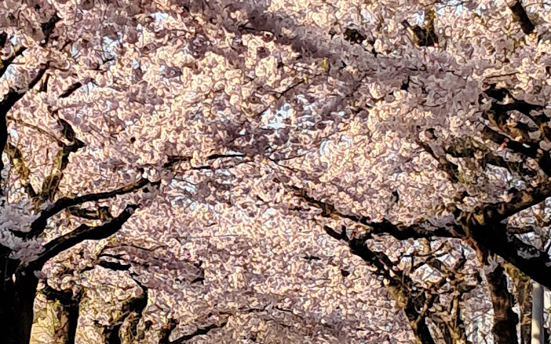 Sakuragaoka Street