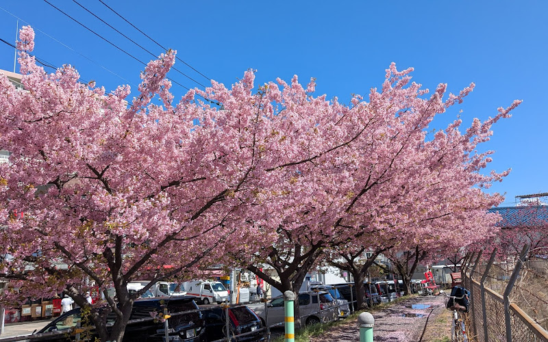 天沼町の河津桜