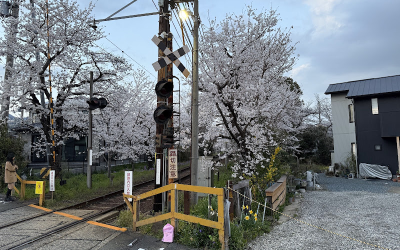 란덴 벚꽃 터널