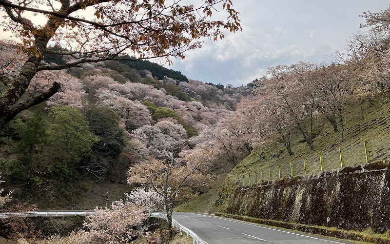 滝桜展望地
