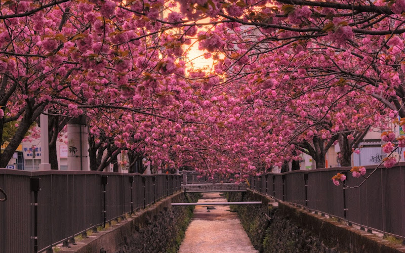 池町川沿いの八重桜並木