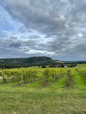 Denbies Wine Estate by null