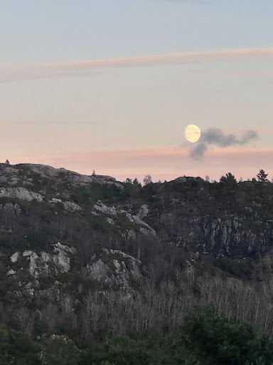 Skogsvågen