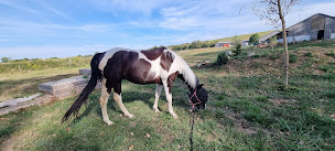 Photo n°5 de Haras de Pfaffenhoffen - William Haar Performance à Val-de-Moder (Club d'équitation)