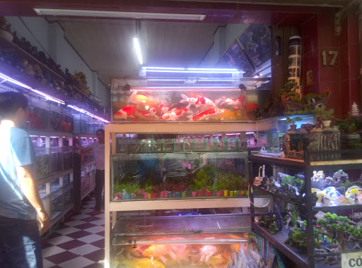 Cửa Hàng Cá Cảnh Dã Tượng