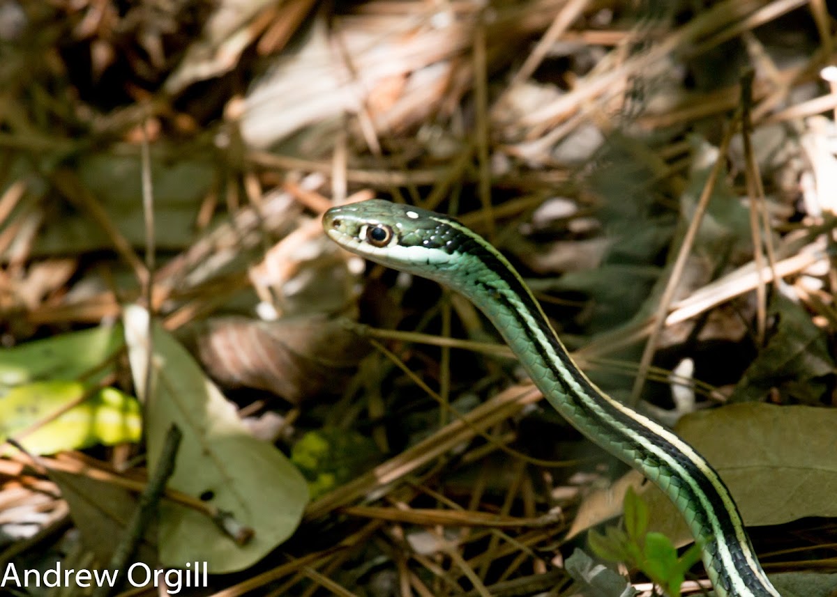 Western Ribbon Snake