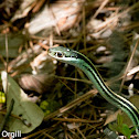 Western Ribbon Snake