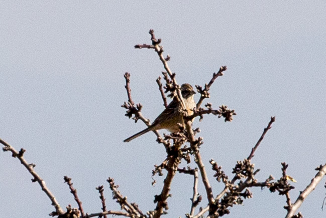 Rock Bunting; Escribano Montesino