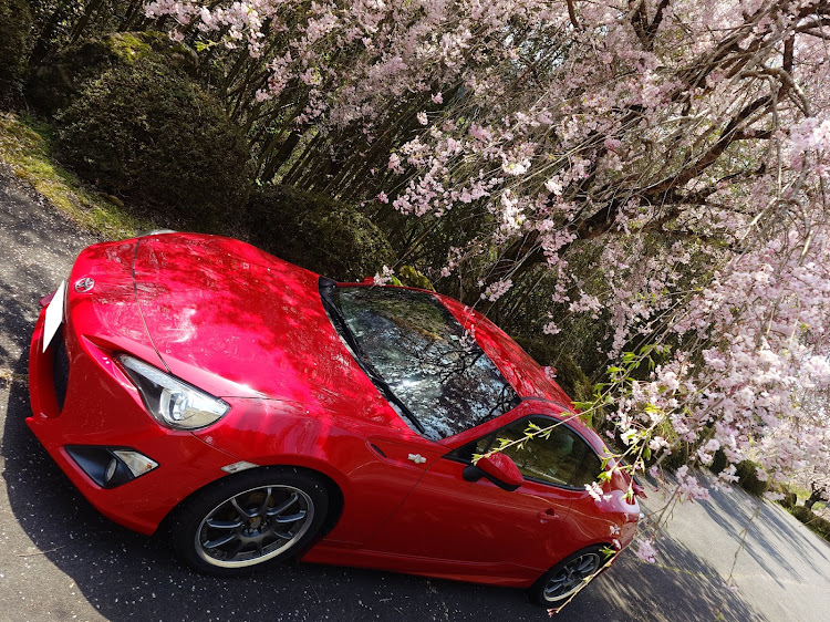 86の矢作ダム・枝垂れ桜の名所・サクラと愛車・チャレンジ成…功？・季節感を狂わす男(笑)に関するカスタム事例の投稿画像9枚目