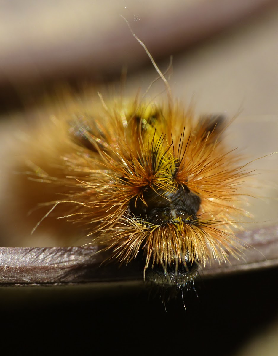 silver spotted tiger moth caterpillar