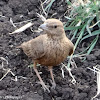 Rufous-Tailed Lark