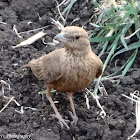 Rufous-Tailed Lark