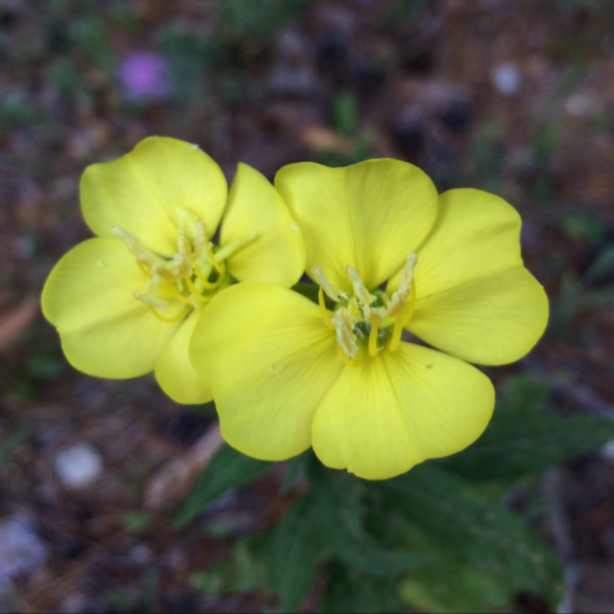 Common Evening Primrose