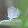 Eastern tailed-blue