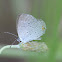 Eastern tailed-blue
