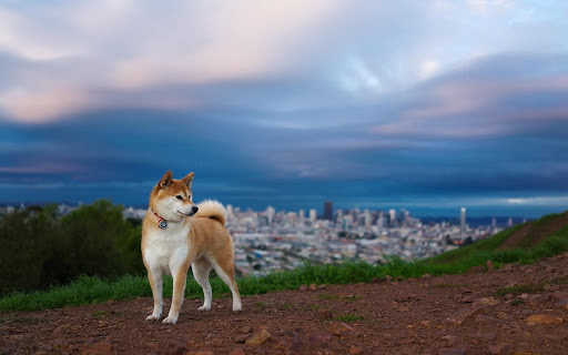 Akita Pack 2 Live Wallpaper