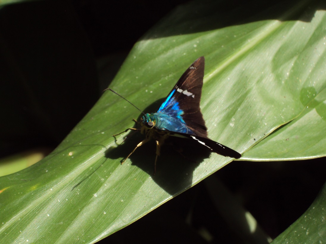 Saltarina Azul de Dos Barras