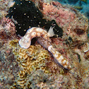 Leopard Nudibranch