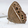 Common Bushbrown