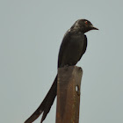 Drongo