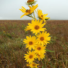 Maximilian Sunflower