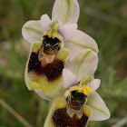 sawfly bee-orchid