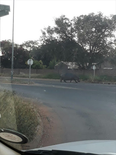 Hippo took a stroll in Ledibeng Eco Estate‚ where it walked up Ouhout Street and back around Knoppiesdoring Street.