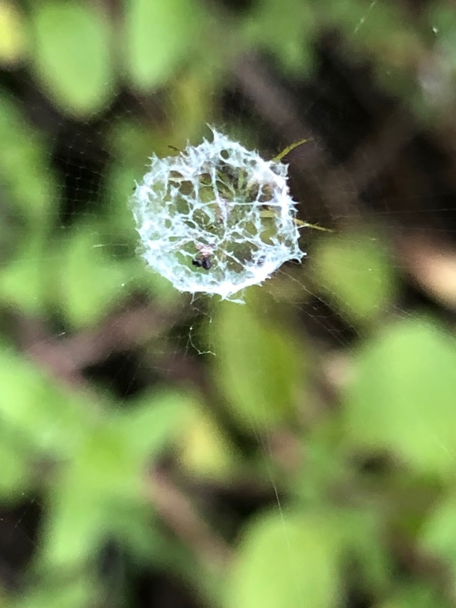 Spider Web